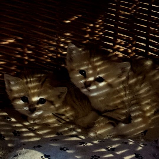 koty pustynne, zoo Gdańsk