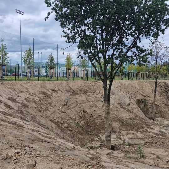 zasypane drzewa, Jar Wilanowski, Gdańsk 2026
