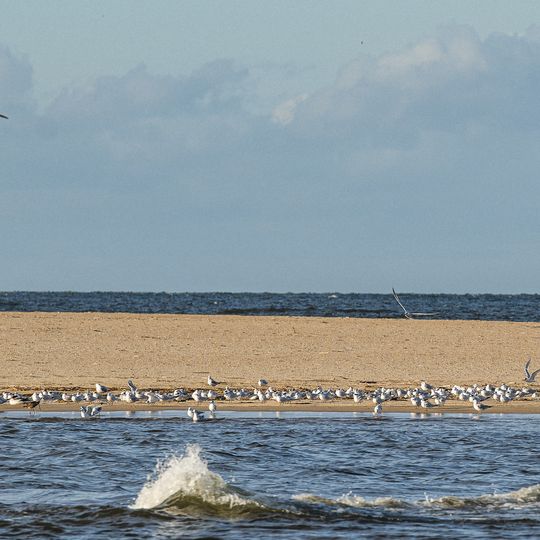 Zdjęcia rezerwatu Mewia Łacha