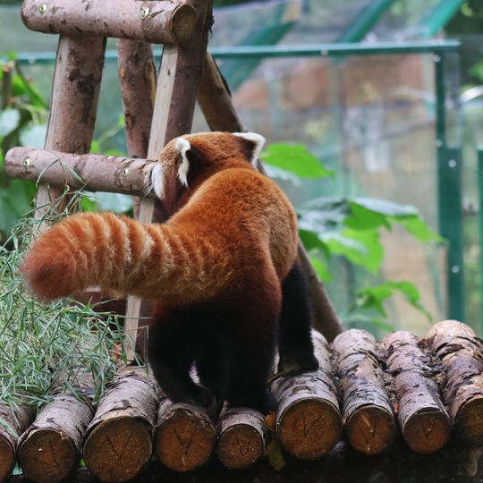 Pandka ruda Benek to nowy mieszkaniec Gdańskiego Ogrodu Zoologicznego