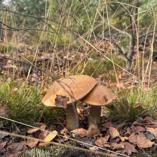 Sezon grzybowy na Pomorzu w pełni