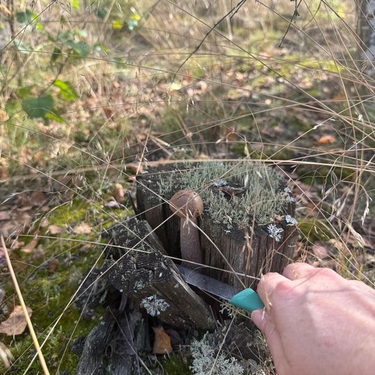 Sezon grzybowy na Pomorzu w pełni