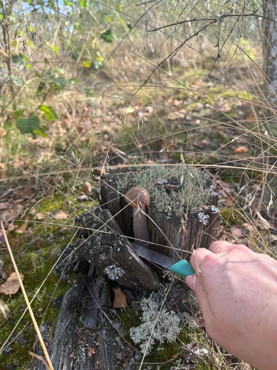 Sezon grzybowy na Pomorzu w pełni