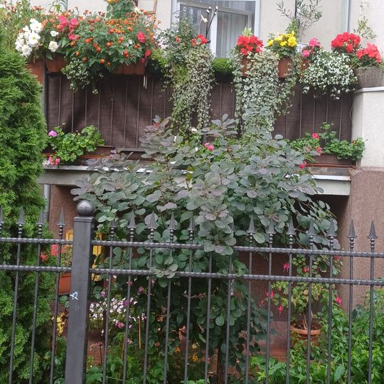 Zwycięski balkon przy ul. Kazimierza Wielkiego