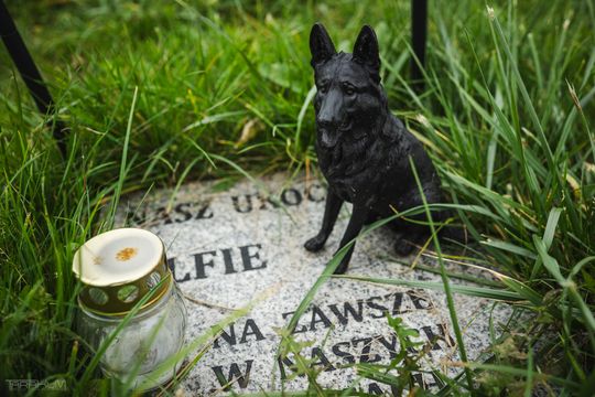 Pamiętajmy także o naszych czworonożnych przyjaciołach. Odwiedzamy cmentarz dla zwierząt w Gdańsku