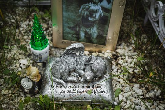 Pamiętajmy także o naszych czworonożnych przyjaciołach. Odwiedzamy cmentarz dla zwierząt w Gdańsku