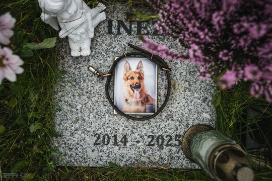 Pamiętajmy także o naszych czworonożnych przyjaciołach. Odwiedzamy cmentarz dla zwierząt w Gdańsku