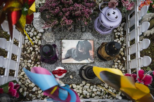 Pamiętajmy także o naszych czworonożnych przyjaciołach. Odwiedzamy cmentarz dla zwierząt w Gdańsku