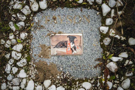 Pamiętajmy także o naszych czworonożnych przyjaciołach. Odwiedzamy cmentarz dla zwierząt w Gdańsku