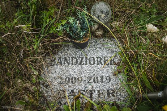 Pamiętajmy także o naszych czworonożnych przyjaciołach. Odwiedzamy cmentarz dla zwierząt w Gdańsku