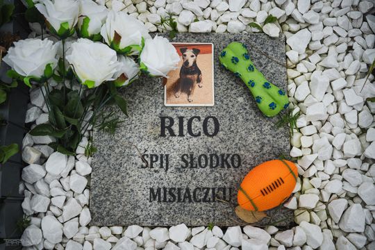 Pamiętajmy także o naszych czworonożnych przyjaciołach. Odwiedzamy cmentarz dla zwierząt w Gdańsku