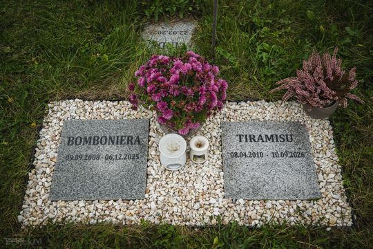Pamiętajmy także o naszych czworonożnych przyjaciołach. Odwiedzamy cmentarz dla zwierząt w Gdańsku
