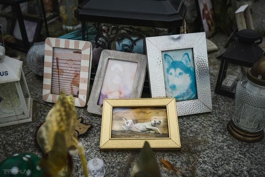 Pamiętajmy także o naszych czworonożnych przyjaciołach. Odwiedzamy cmentarz dla zwierząt w Gdańsku