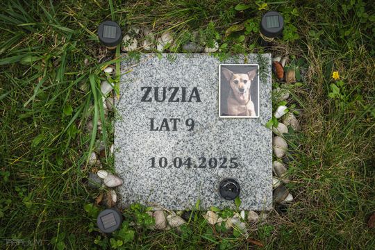 Pamiętajmy także o naszych czworonożnych przyjaciołach. Odwiedzamy cmentarz dla zwierząt w Gdańsku