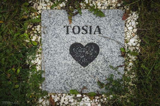 Pamiętajmy także o naszych czworonożnych przyjaciołach. Odwiedzamy cmentarz dla zwierząt w Gdańsku