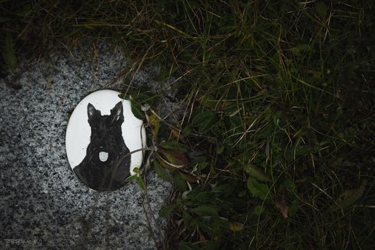 Pamiętajmy także o naszych czworonożnych przyjaciołach. Odwiedzamy cmentarz dla zwierząt w Gdańsku