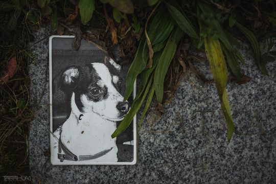 Pamiętajmy także o naszych czworonożnych przyjaciołach. Odwiedzamy cmentarz dla zwierząt w Gdańsku