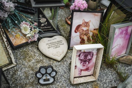 Pamiętajmy także o naszych czworonożnych przyjaciołach. Odwiedzamy cmentarz dla zwierząt w Gdańsku