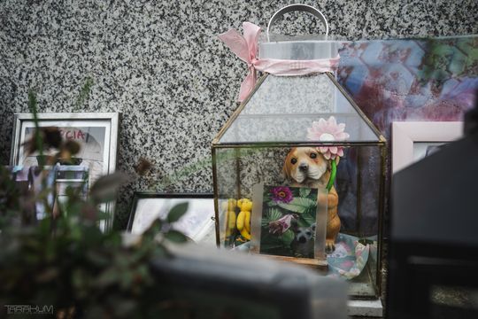 Pamiętajmy także o naszych czworonożnych przyjaciołach. Odwiedzamy cmentarz dla zwierząt w Gdańsku