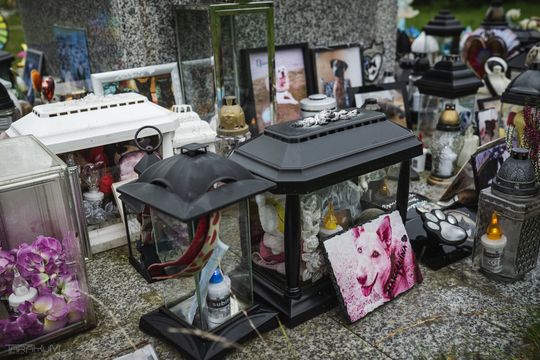 Pamiętajmy także o naszych czworonożnych przyjaciołach. Odwiedzamy cmentarz dla zwierząt w Gdańsku