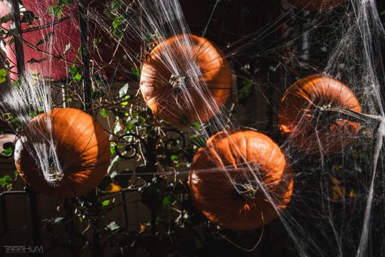 Willa Kirsch przez lata z okazji Halloween i Bożego Narodzenia