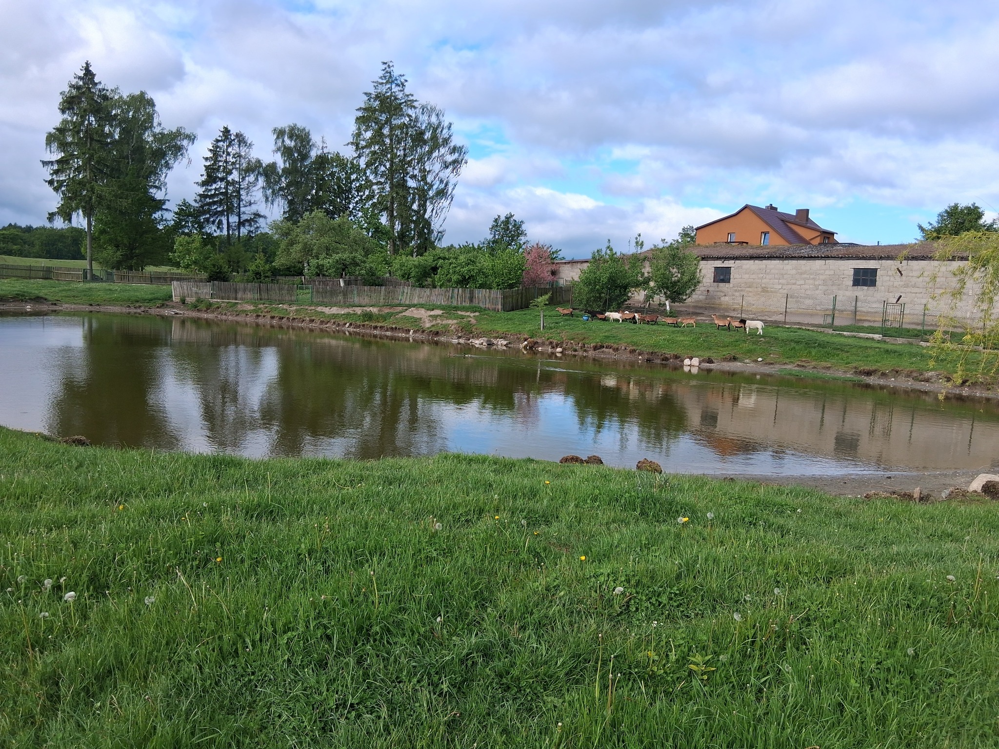 gospodarstwo w Nowym wiecu, w którym wilki zagryzły owce