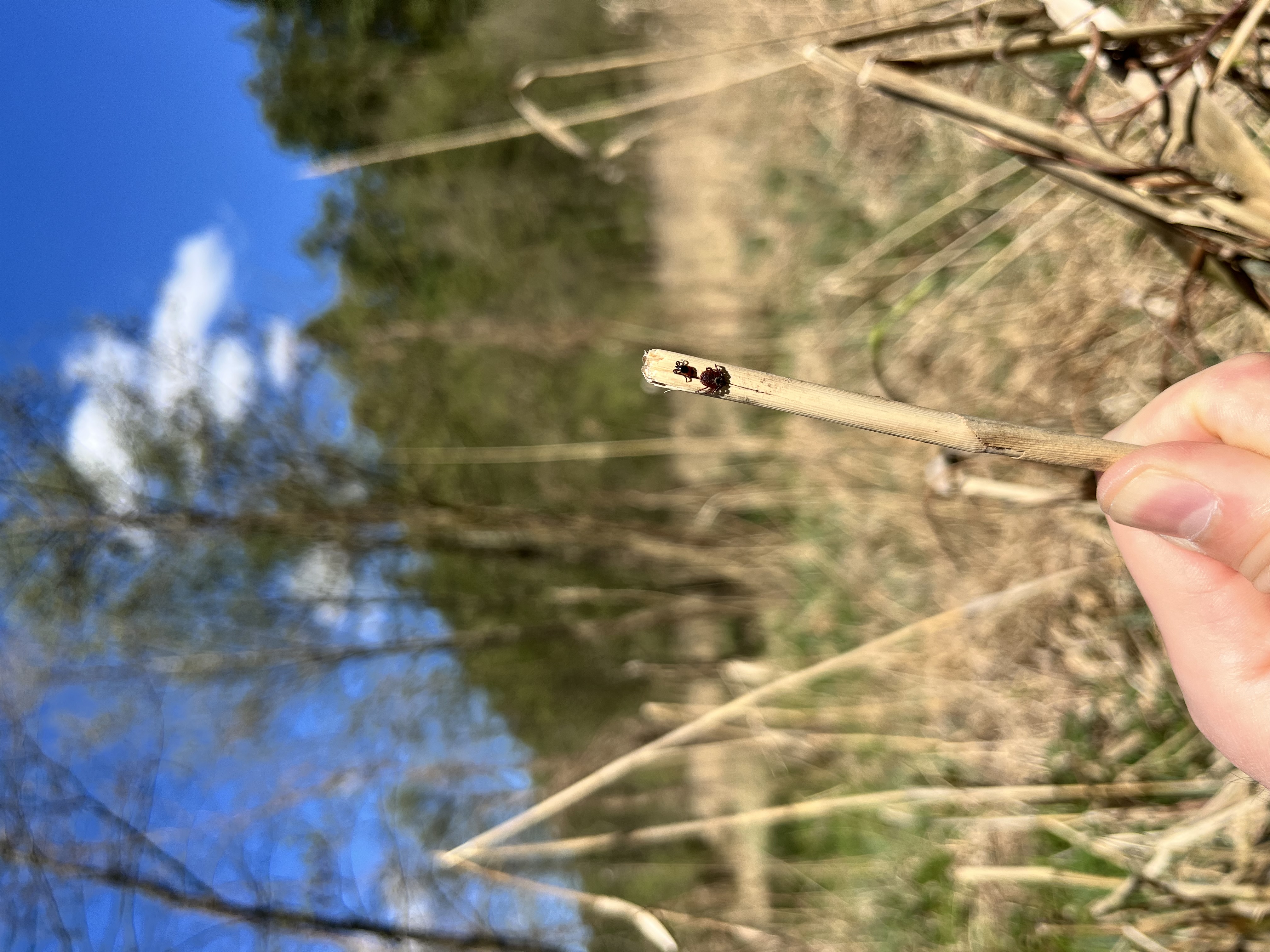 kleszcze Ixodes ricinus i Dermacentor reticulatus na źdźble trawy