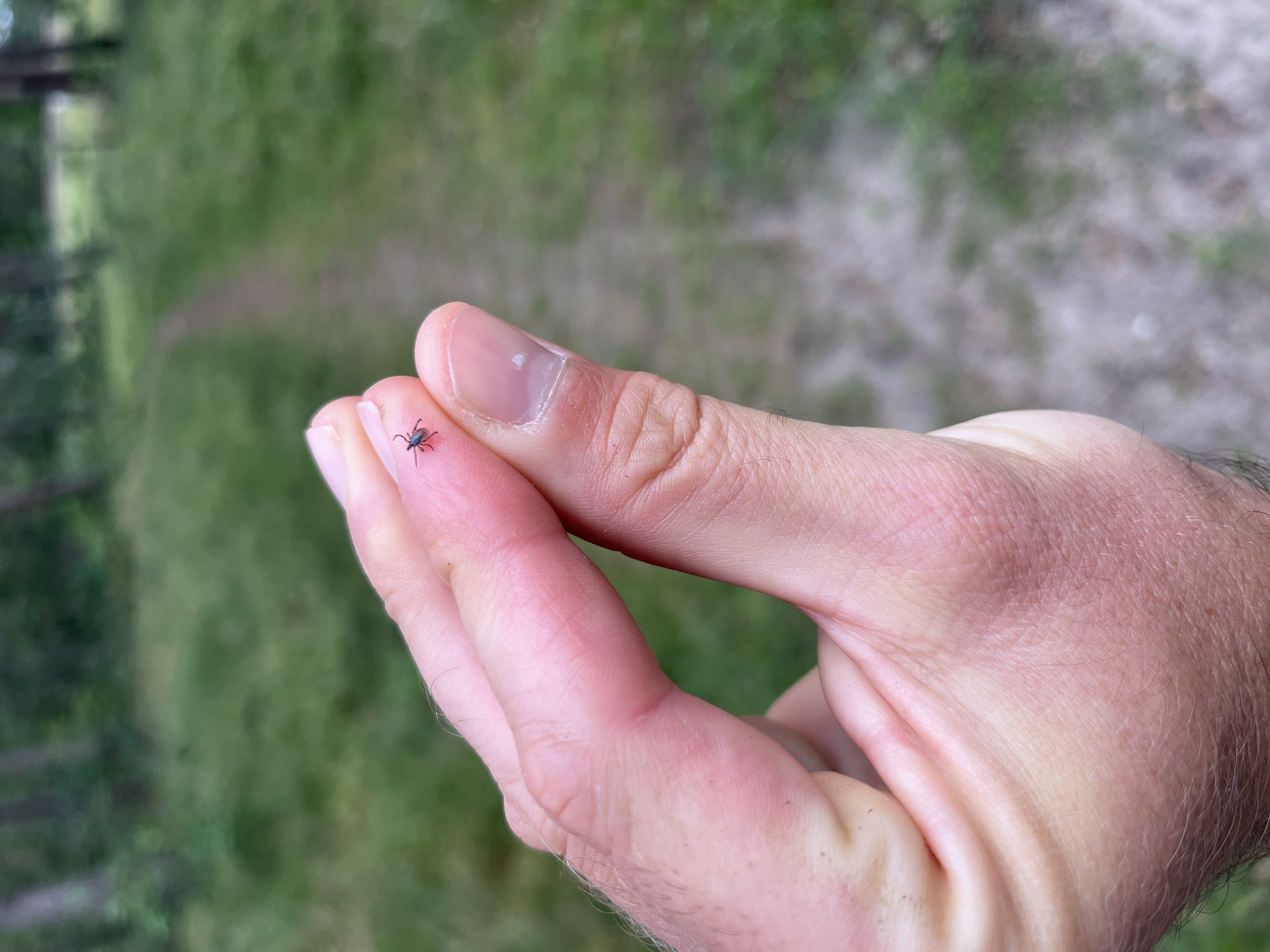 kleszcz Ixodes ricinus na dłoni