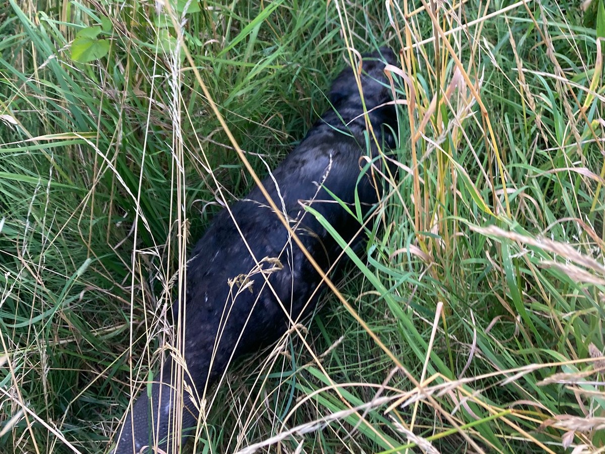 akcja ratunkowa bobra w Gdańsku