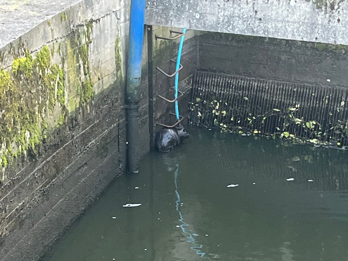 akcja ratunkowa bobra w Gdańsku