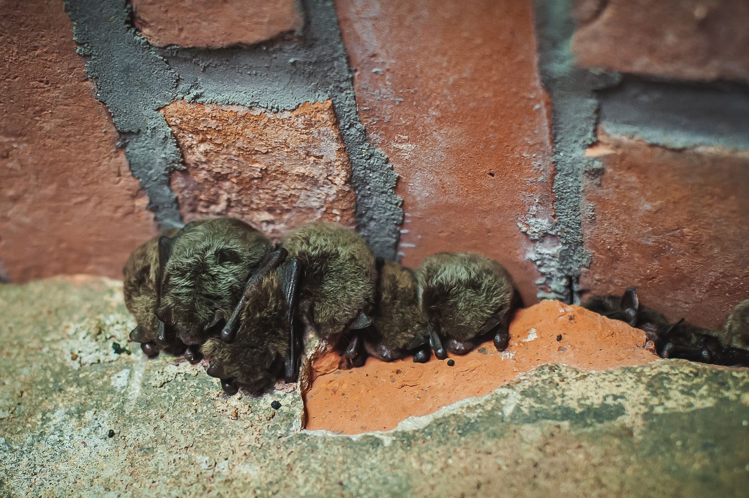 nietoperze w Zbiorniku Wody Stara Orunia w Gdańsku