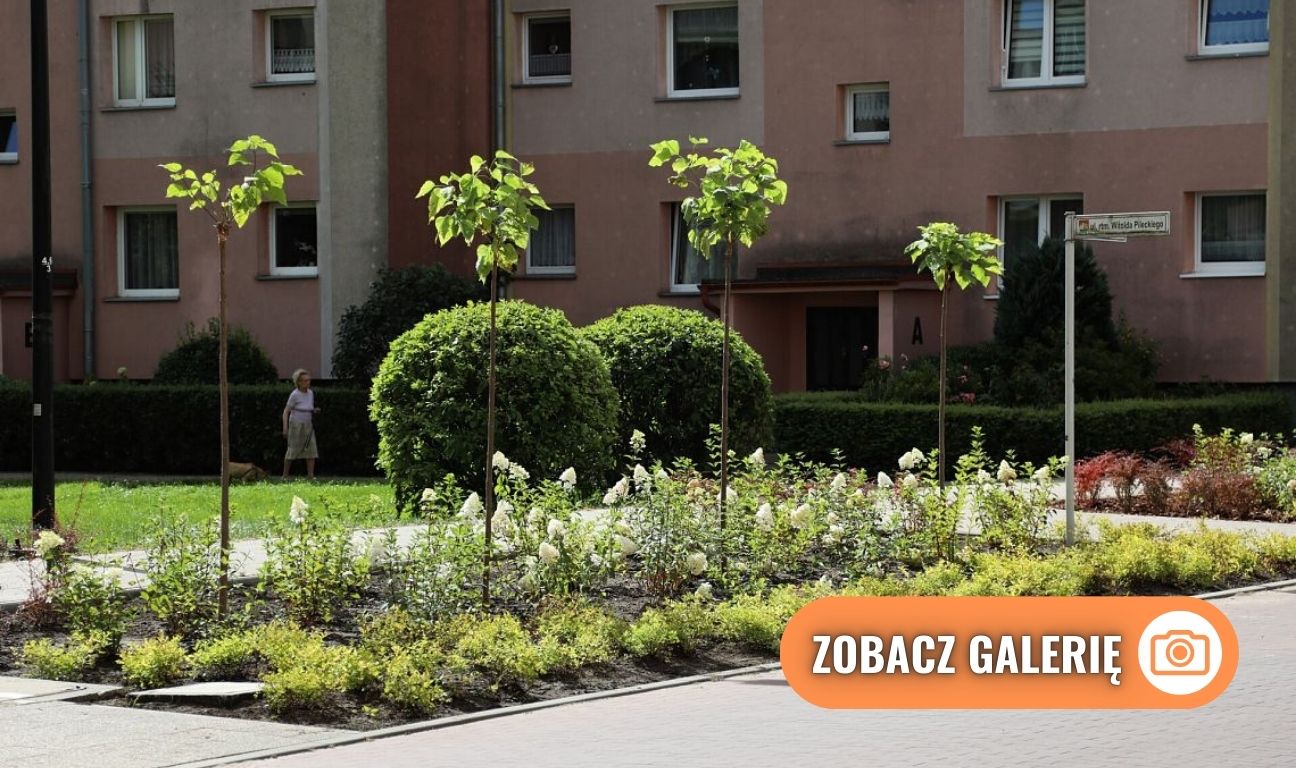 nowa zieleń miejska w Lęborku