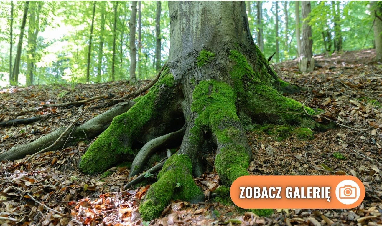 las na Huzarskich Manowcach w Gdańsku zagrożony wycinką