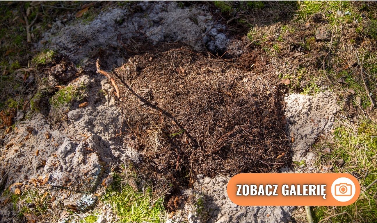 ekologiczne działania PEJ przy budowie elektrowni jądrowej