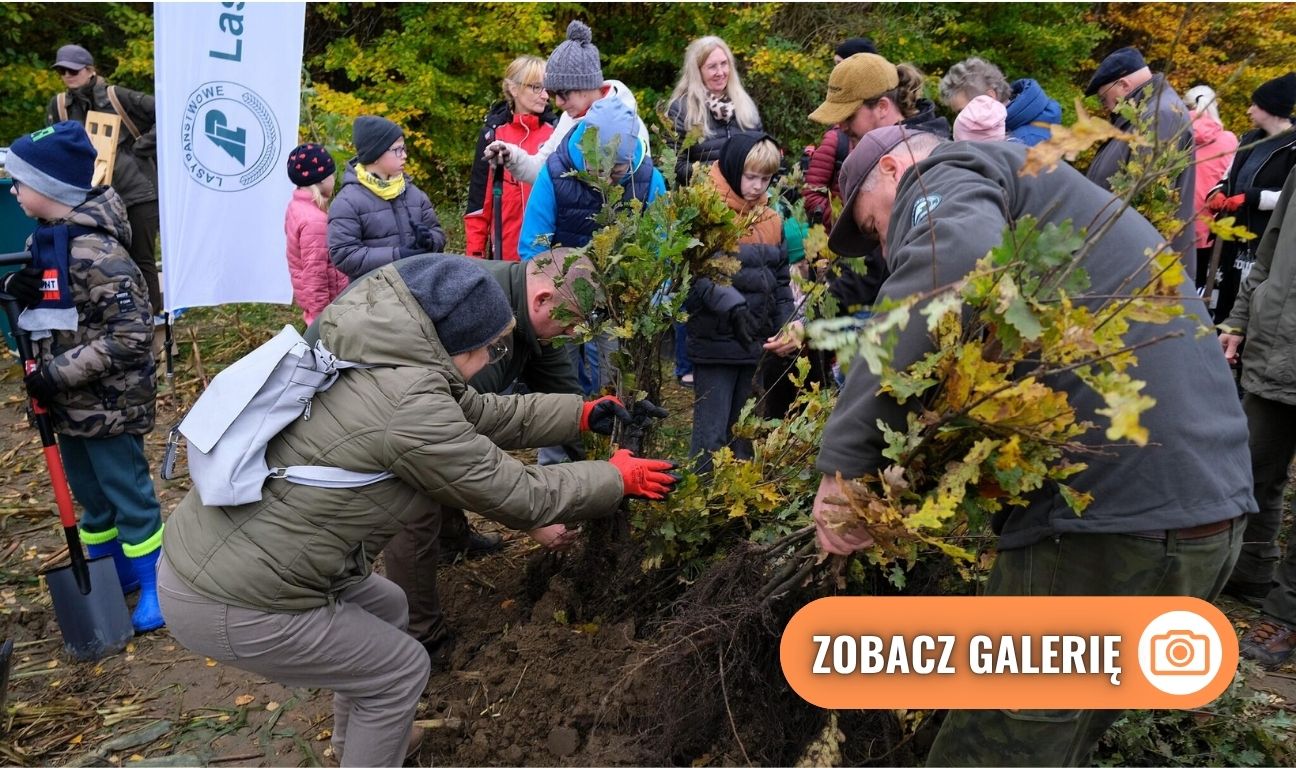 sadzenie lasu z okazji 750-lecia pierwszej wzmianki o Chojnicach