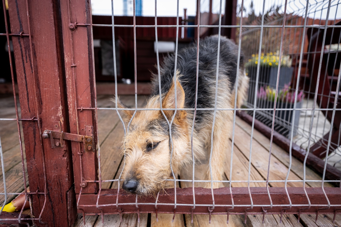pies w schronisku w Straogardzie Gdańskim