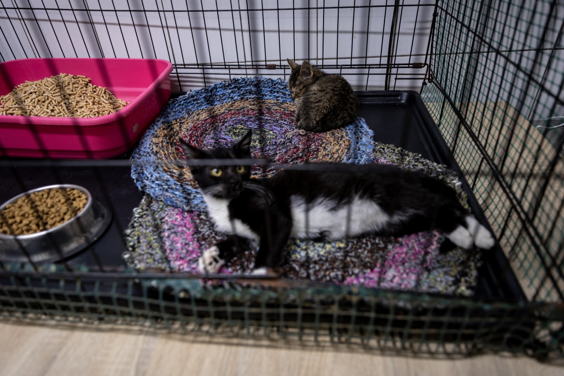 koty w schronisku w Straogardzie Gdańskim