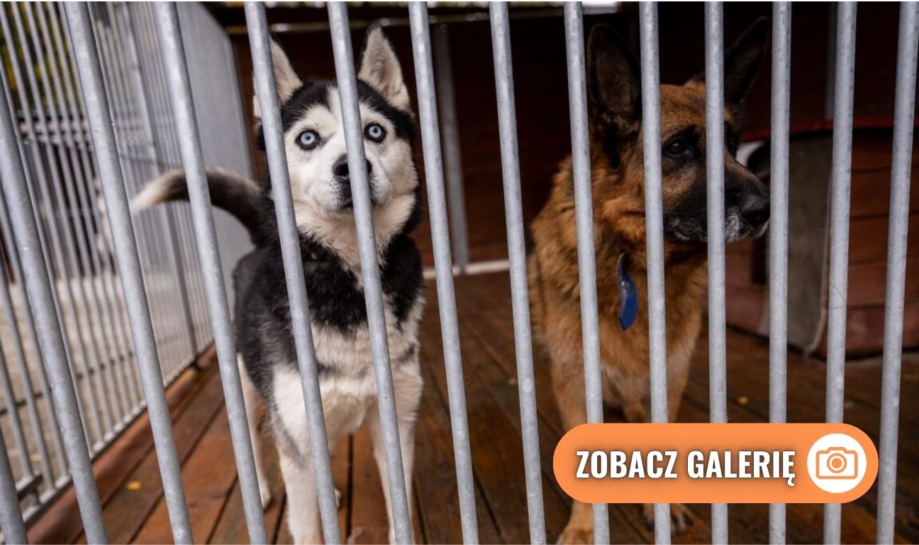 schronisko dla bezdomnych zwierząt w Starogardzie Gdańskim po modernizacji