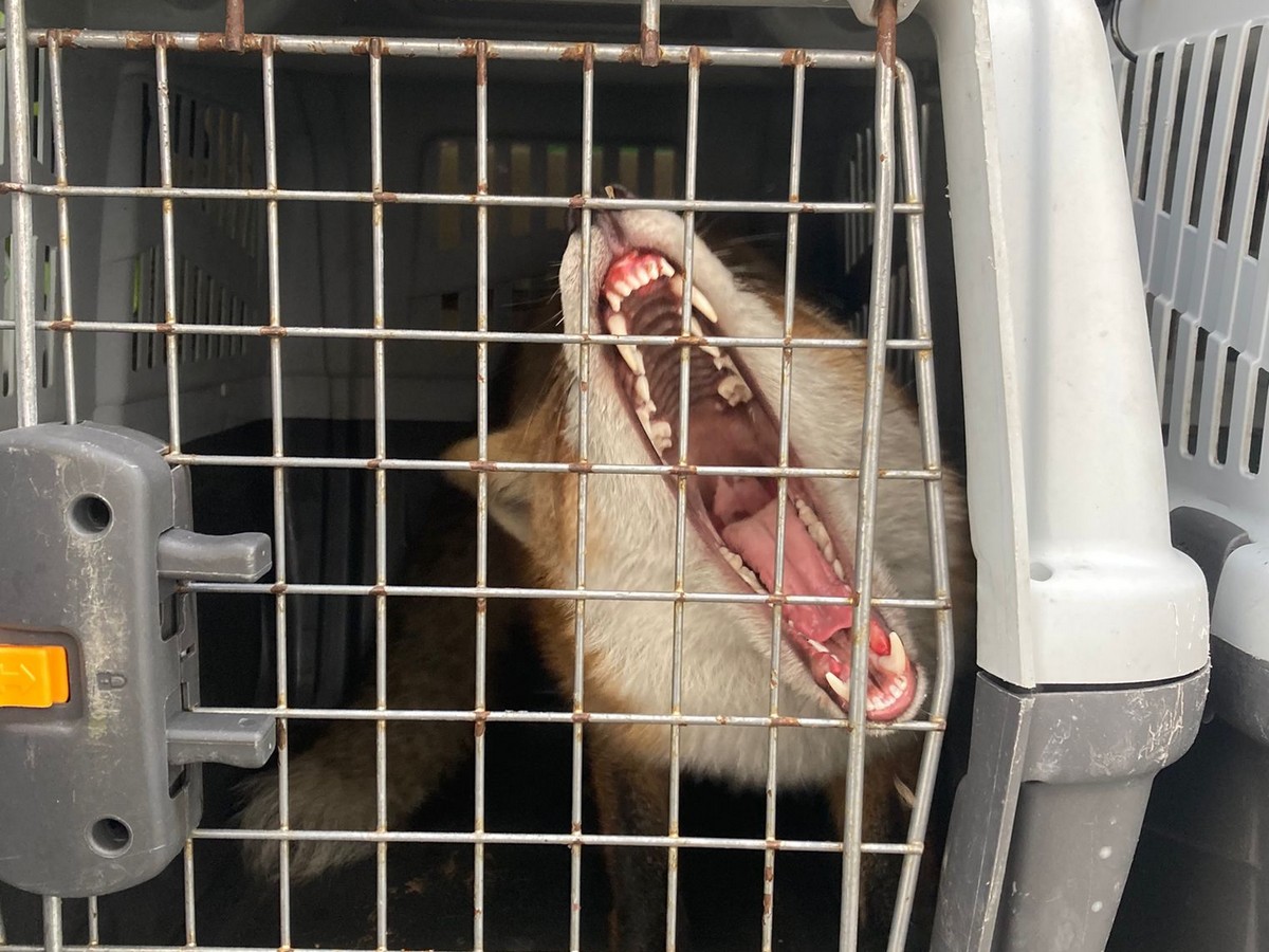 lis z dachu AmberExpo