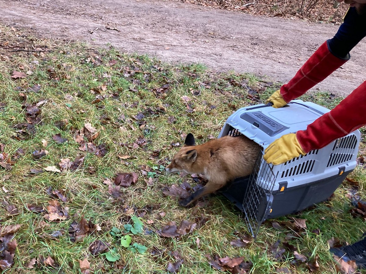 lis z dachu AmberExpo