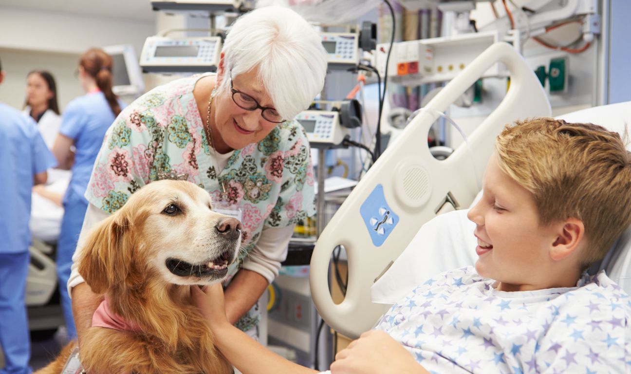 pies w szpitalu