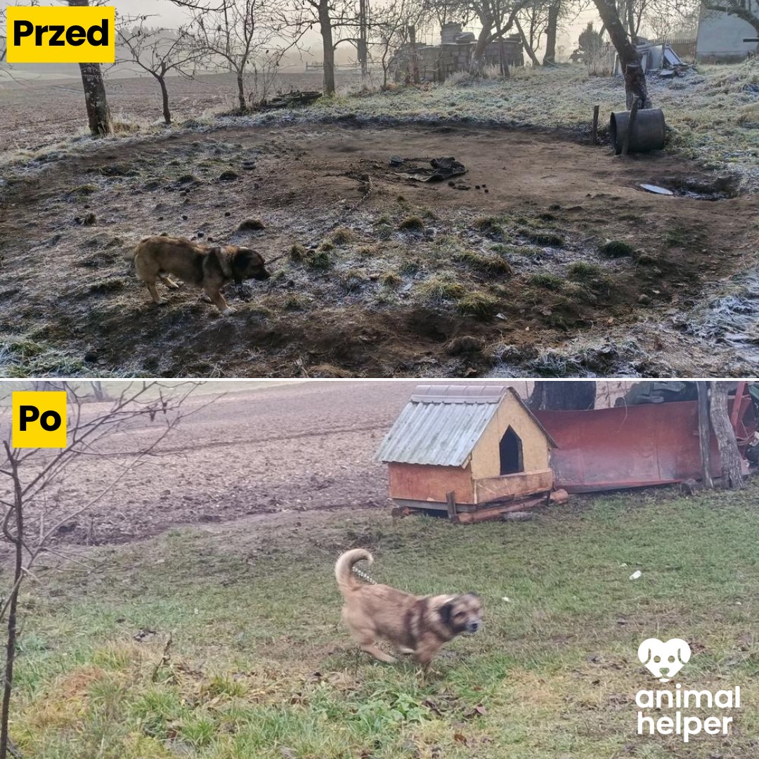 pies, który w gminie Sulęczyno spał w statej beczce, zdjęcie przed i po interwencji