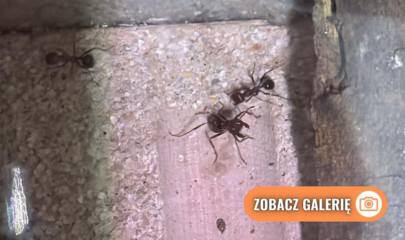 mrówka żniwiarka
