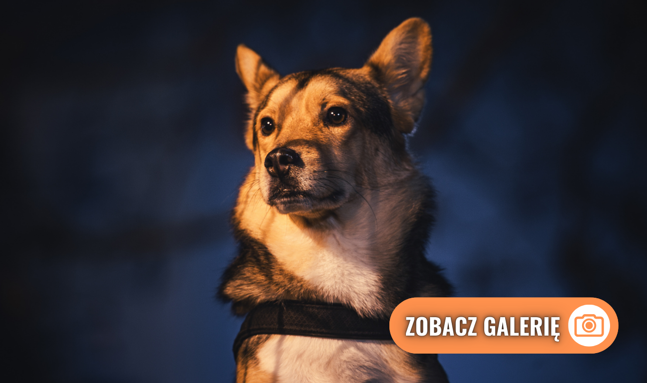 Lolek, psi celebryta