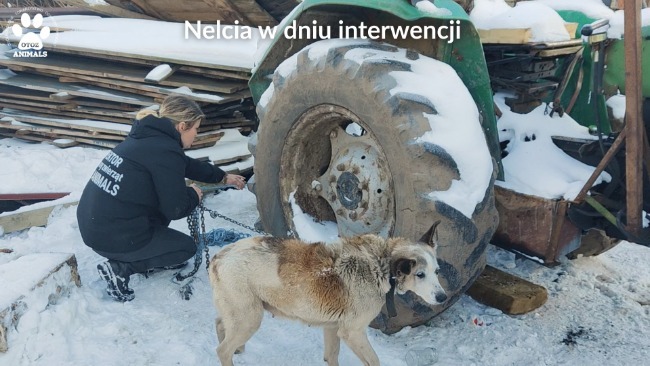 suczka Nelcia w dniu interwencji inspektorów OTOZ Animals