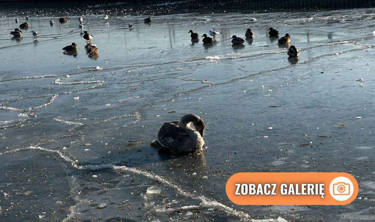 akcja ratowania łabędzia w gdyńskiej marinie