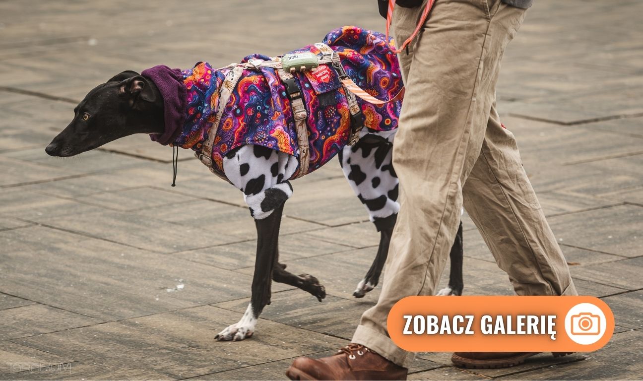 wolontariusze WOŚP, Gdańsk 2026