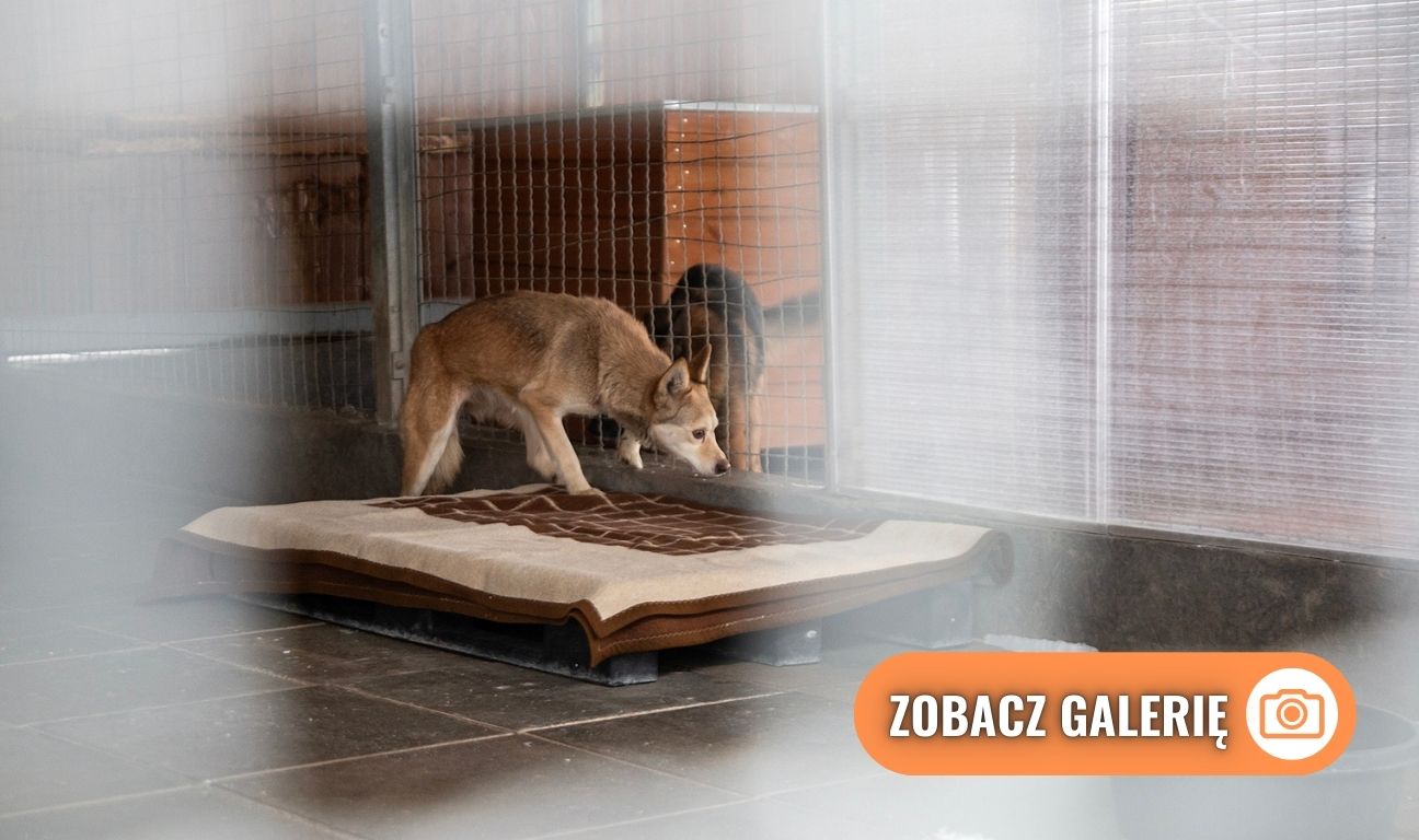 przyjazd psów z likwidowanego schroniska pod Radomiem do gdańskiego Promyka