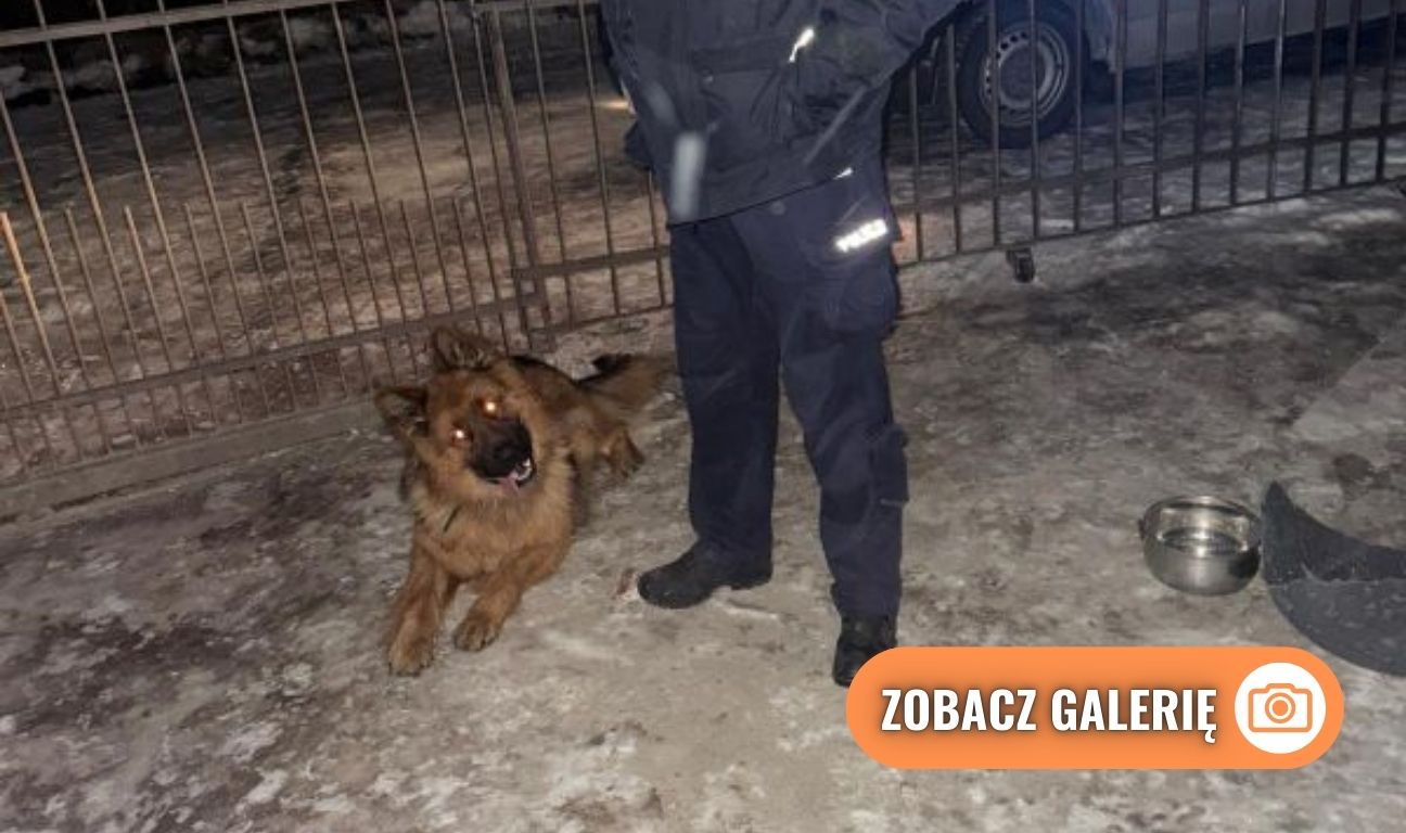 akcja ratowania przemarzniętego i głodnego psa w Gdyni
