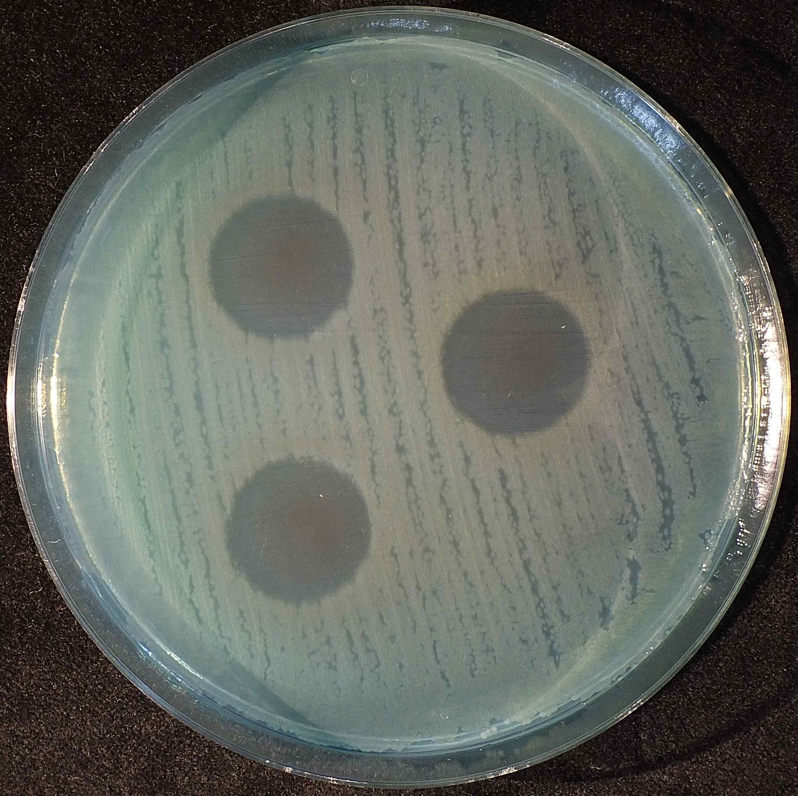 pałeczki ropy błękitnej na szalce Petriego